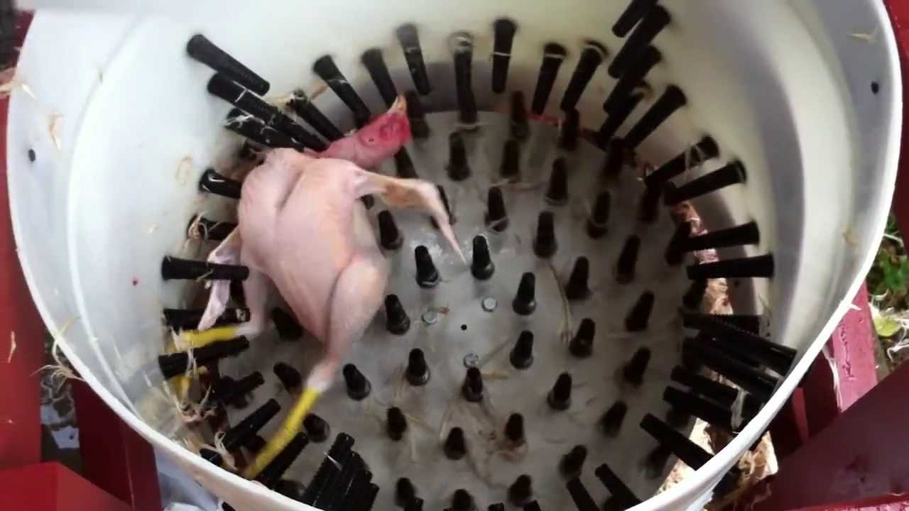 cầu đá lông gà