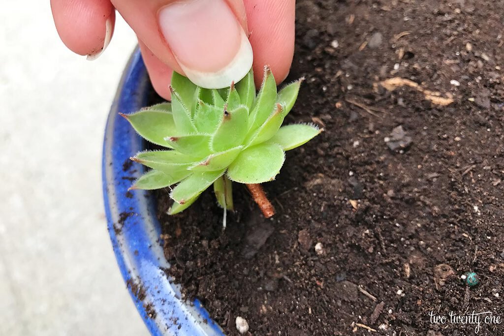 cách chữa gà chội bị đá vào chuồng