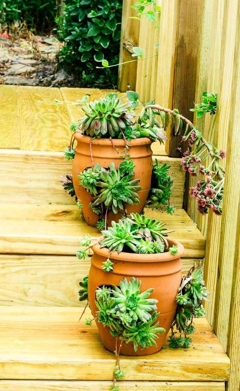 đá gà việt nam cửa sắt đá gà việt nam cửa sắt