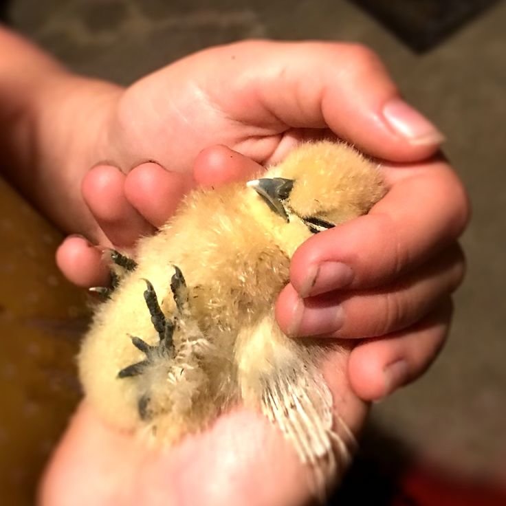 cách nuôi gà tre đá mau sung cách nuôi gà tre đá mau sung