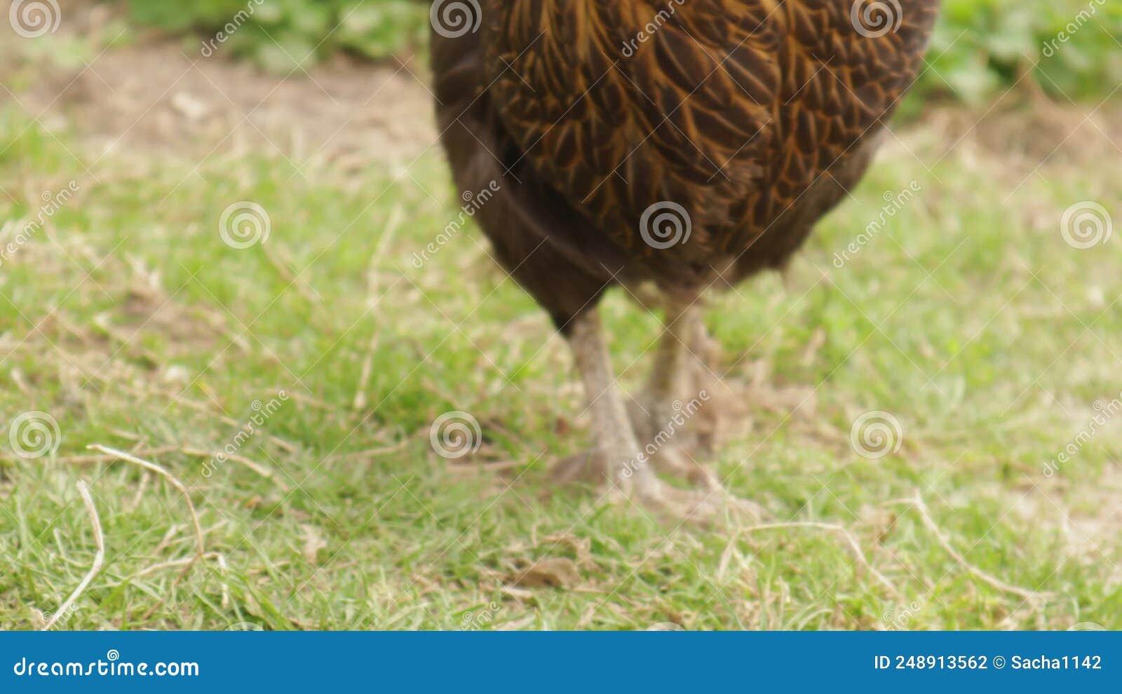 xem chân gà chọi đá hay xem chân gà chọi đá hay
