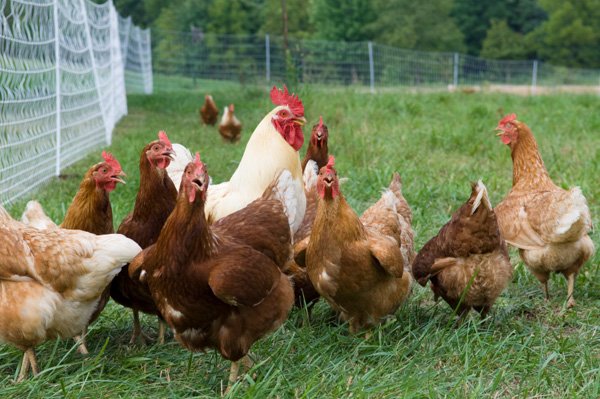 đá gà trực tiếp thomo 67 hôm nay đá gà trực tiếp thomo 67 hôm nay