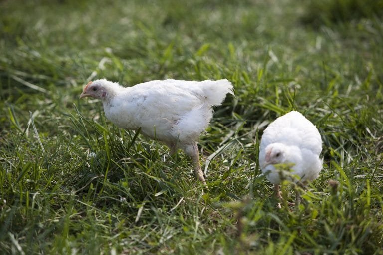 tuyển người nuôi gà đá tuyển người nuôi gà đá