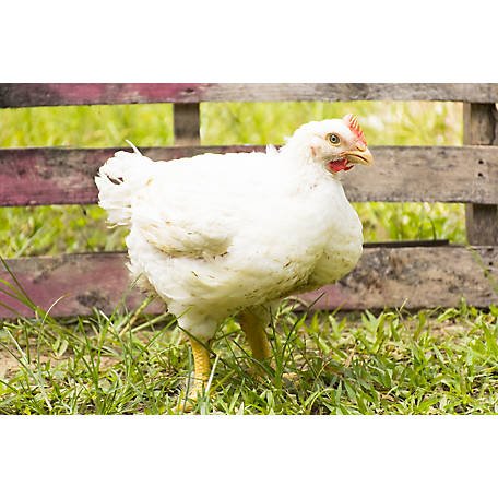 đá gà trực tiếp thomo hôm nay thứ hai đá gà trực tiếp thomo hôm nay thứ hai