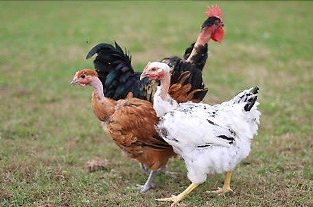 đá gà thomo ngày hôm nay trực tiếp
