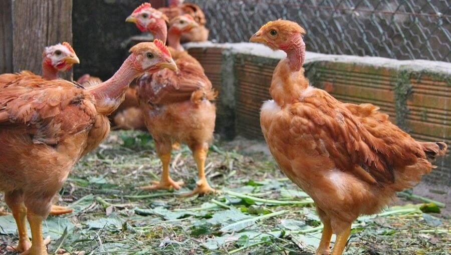 kinh nghiệm đá gà trực tiếp kinh nghiệm đá gà trực tiếp