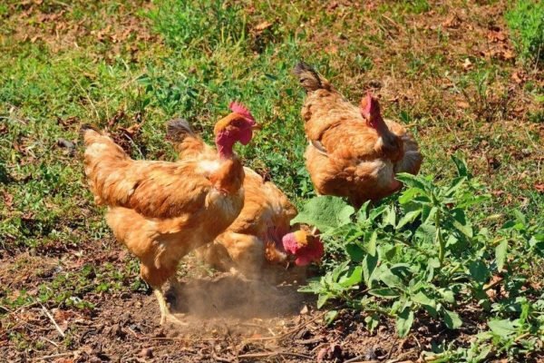 xem đá gà trực tiếp trên mạng thomo xem đá gà trực tiếp trên mạng thomo