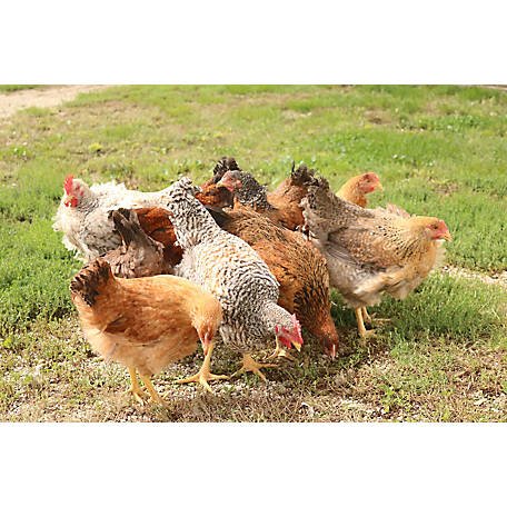 cách coi vảy gà đá cựa sắt cách coi vảy gà đá cựa sắt