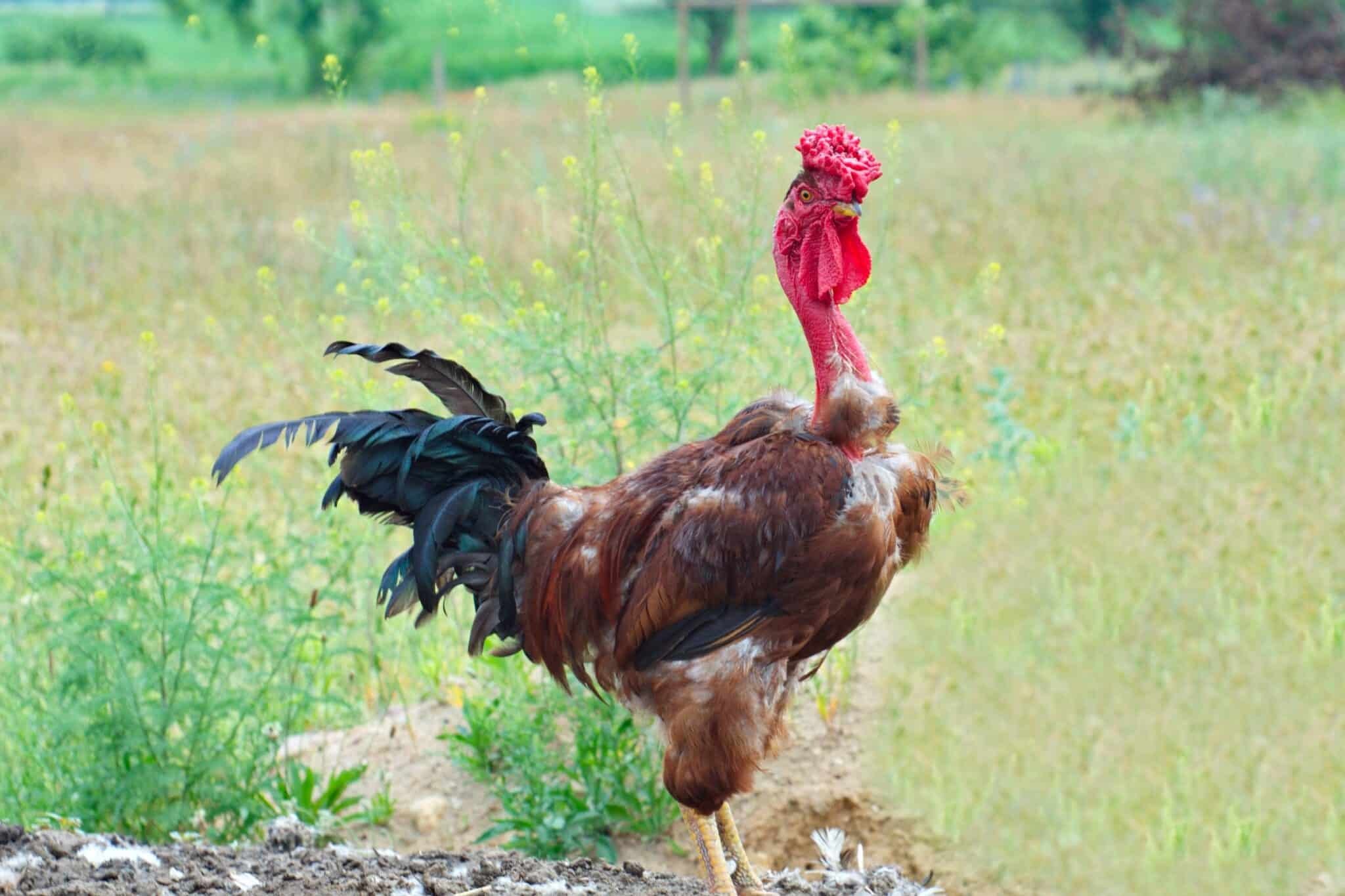 gà đá indonesia gà đá indonesia