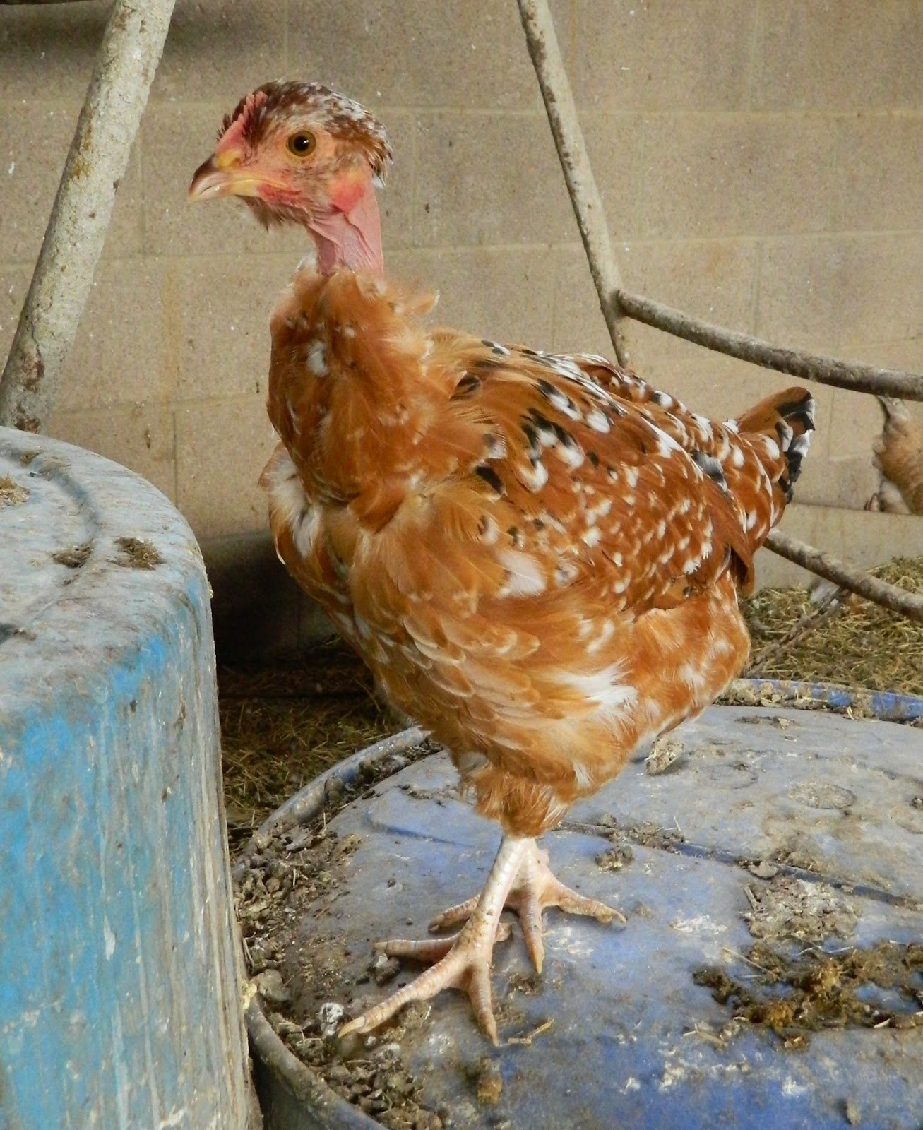 gà đá mỹ gà đá mỹ