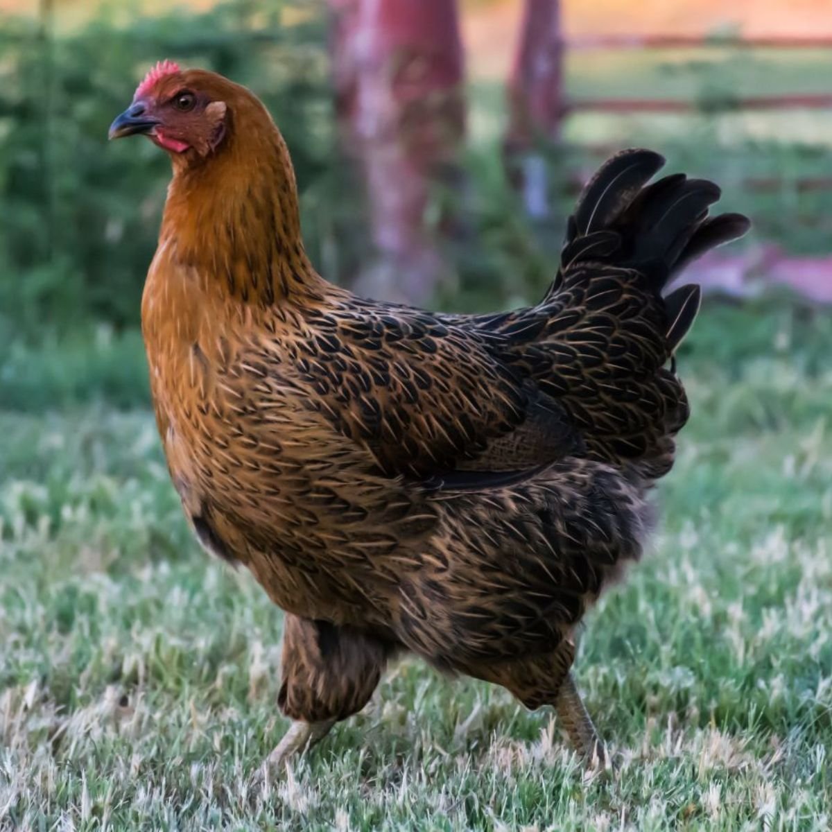 đá gà thomo ngày 25 tháng 5 năm 2019 đá gà thomo ngày 25 tháng 5 năm 2019