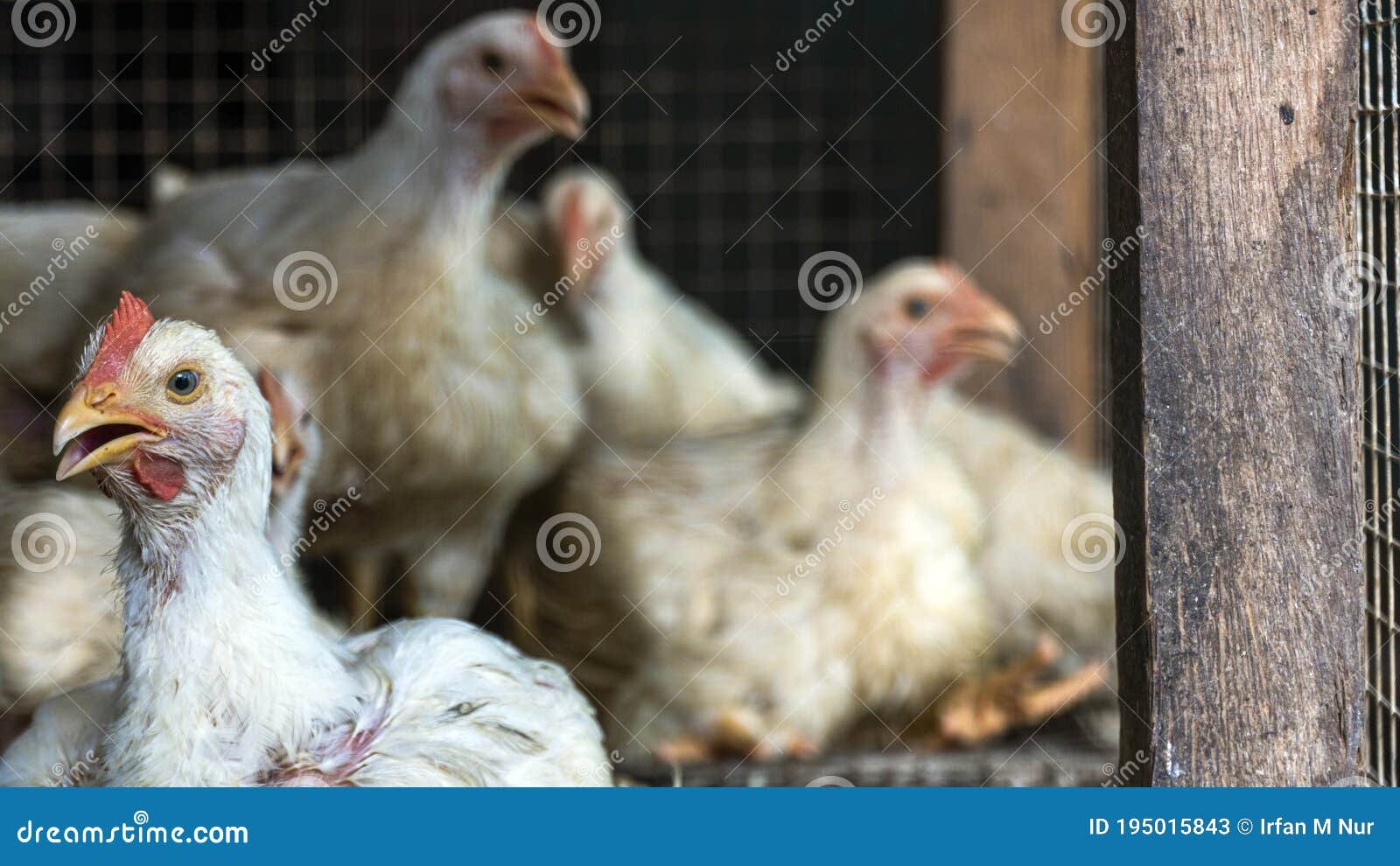 bán cựa gà đá tiền bán cựa gà đá tiền