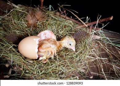 đá gà chọi c1 đá gà chọi c1