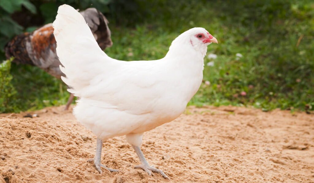 lẫu gà đá lẫu gà đá