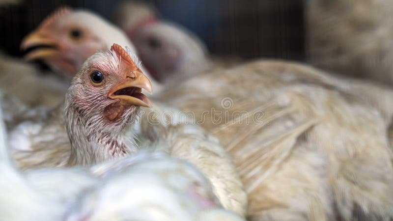 đá gà trực tiếp thomo hôm nay thứ hai đá gà trực tiếp thomo hôm nay thứ hai