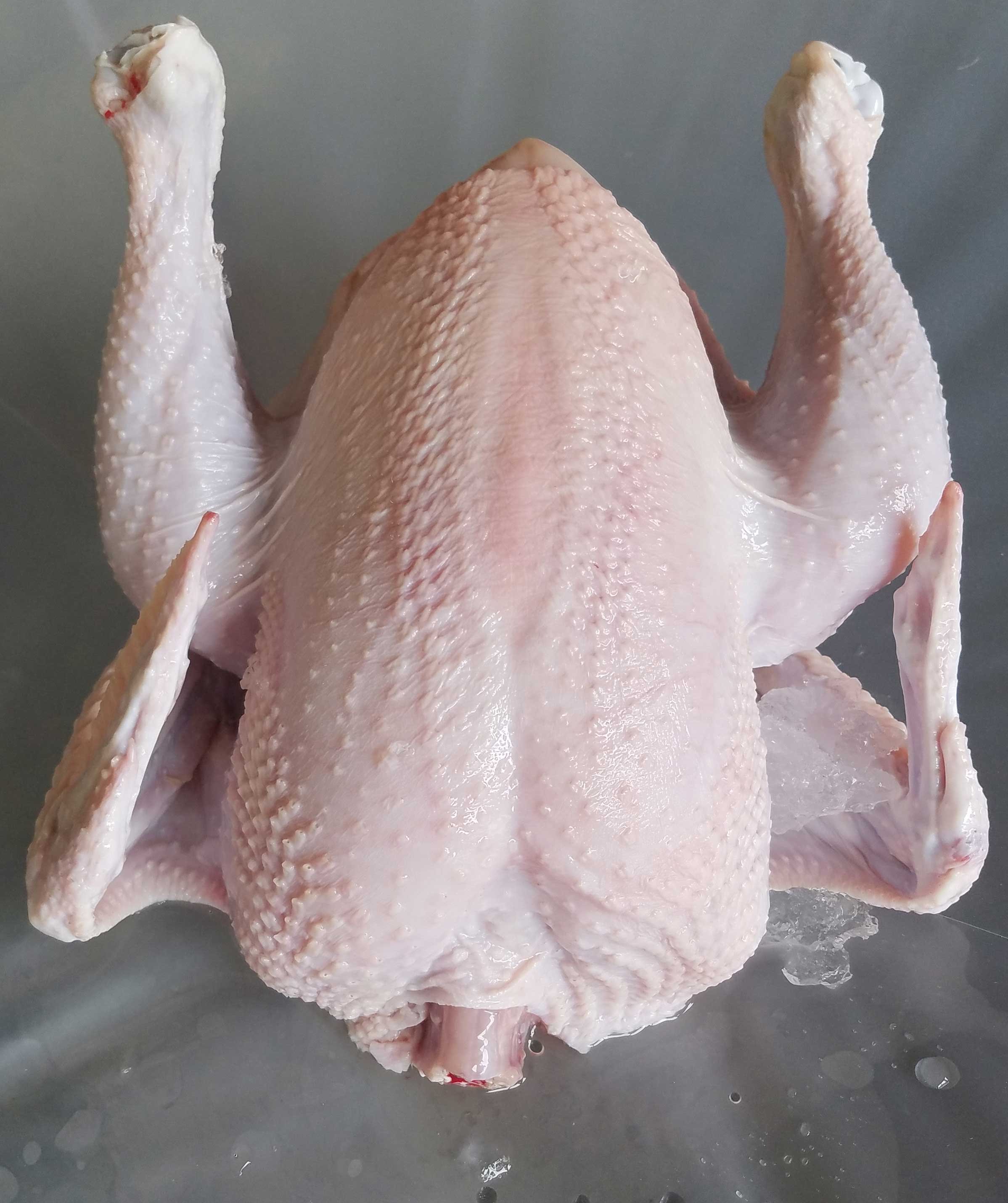 nuôi gà đá thả vườn phú yên nuôi gà đá thả vườn phú yên