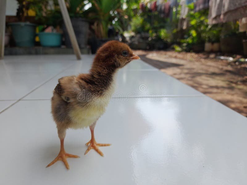 ổ nuôi gà tre đá ổ nuôi gà tre đá