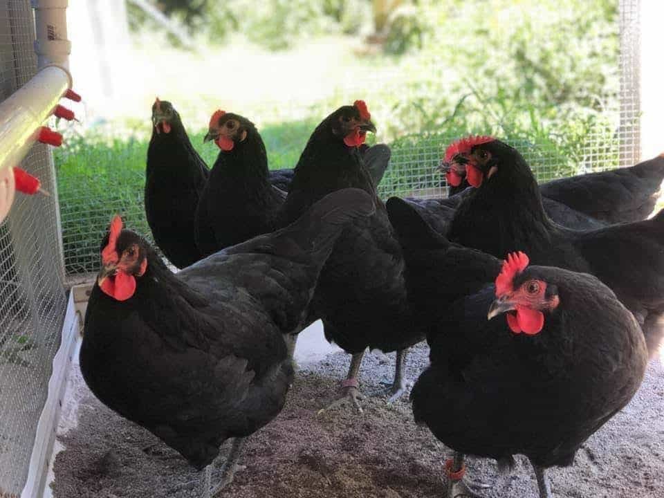 đá gà 678 đá gà 678