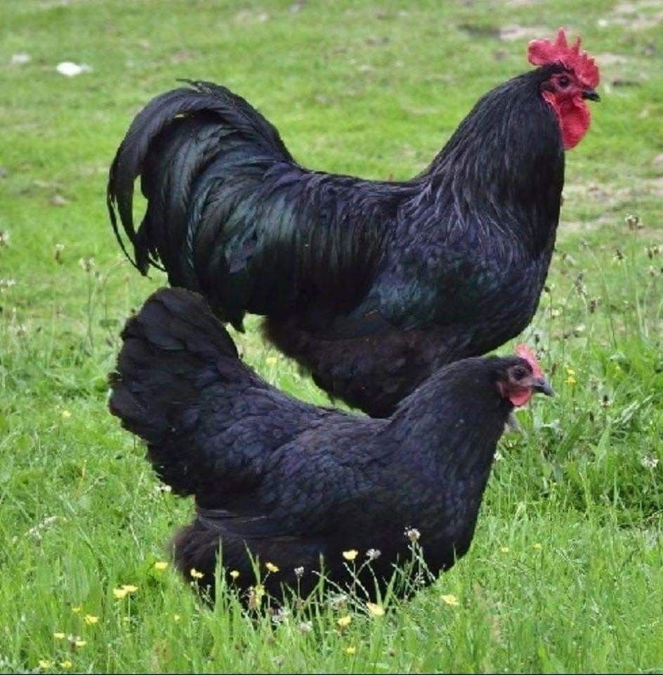 gà ri với gà đá gà ri với gà đá