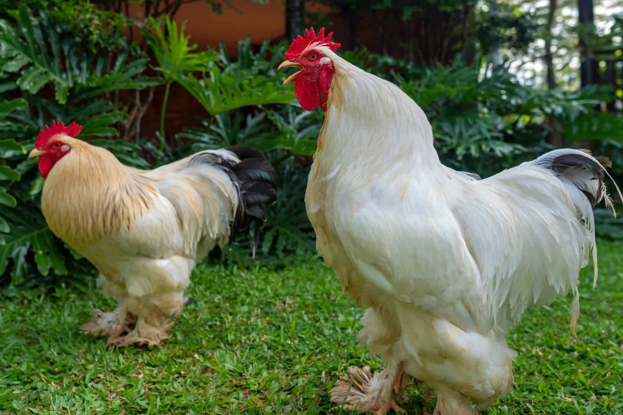 đá gà cựa dao ở thái lan