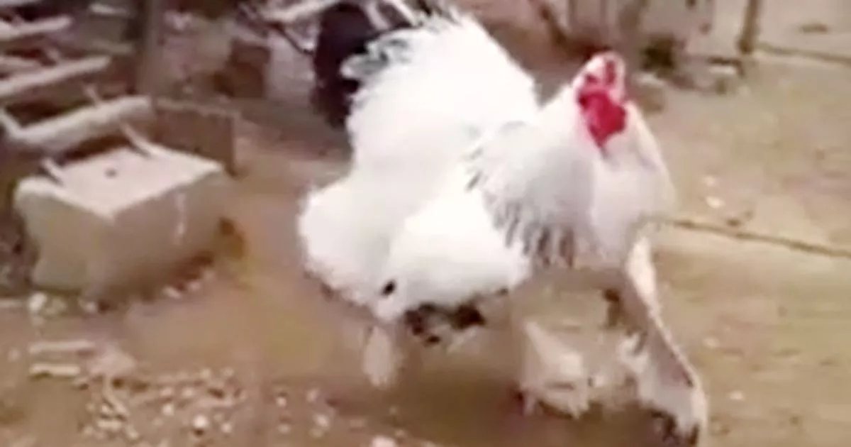 lên mạng đá gà lên mạng đá gà