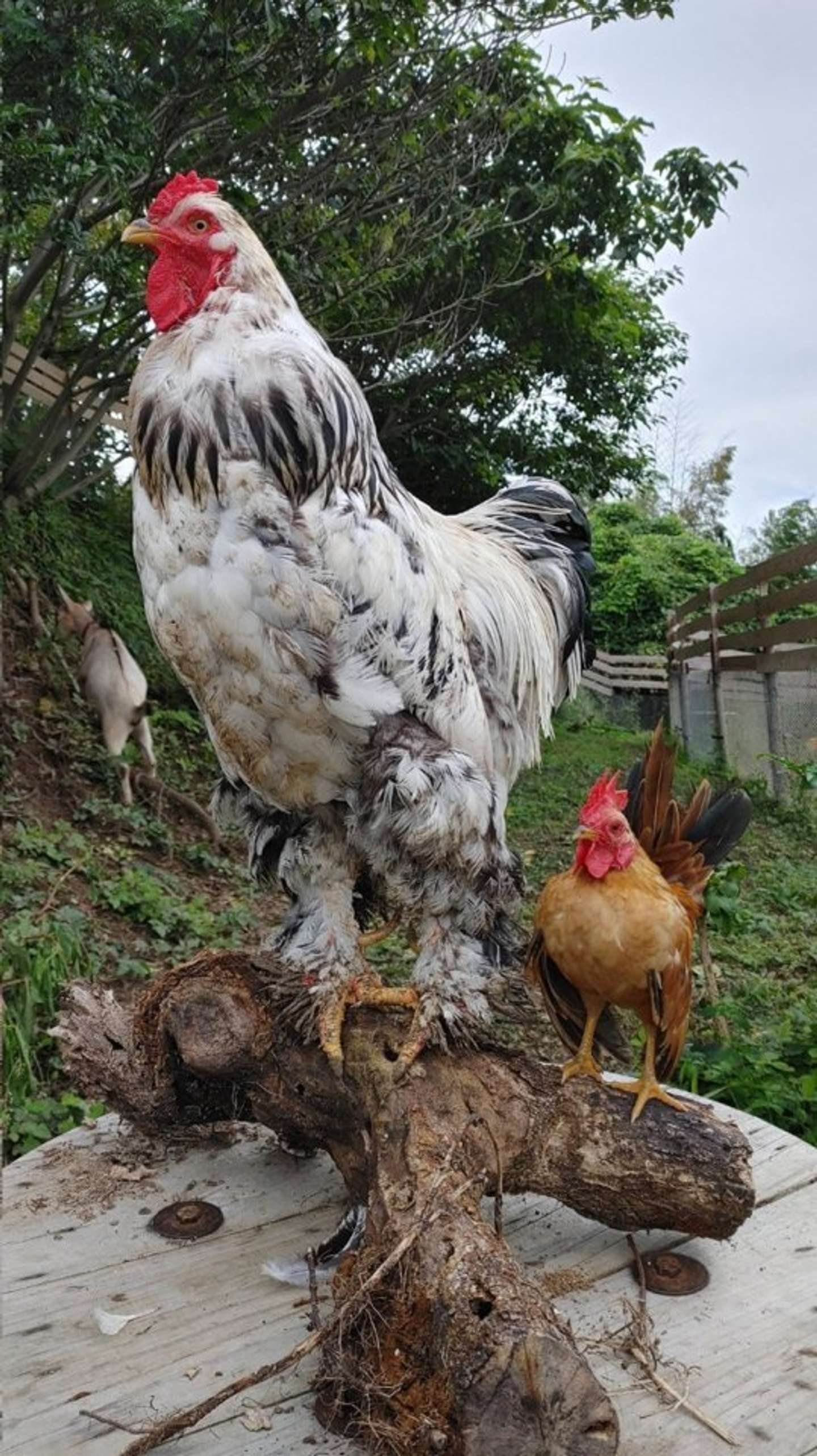 chế độ cho gà ăn trước khi đá chế độ cho gà ăn trước khi đá