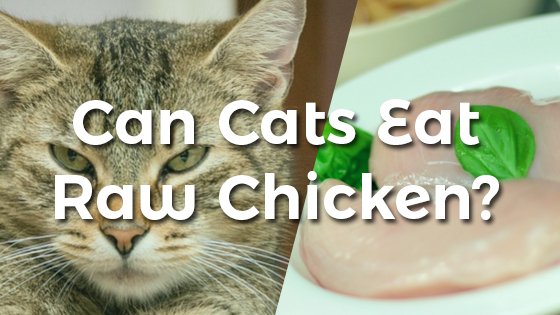 gà đá tía chuối cựa sắt gà đá tía chuối cựa sắt