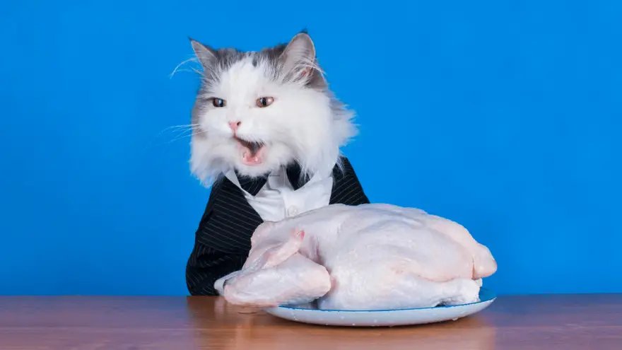 đá gà trực tiếp bình luận viên hôm nay