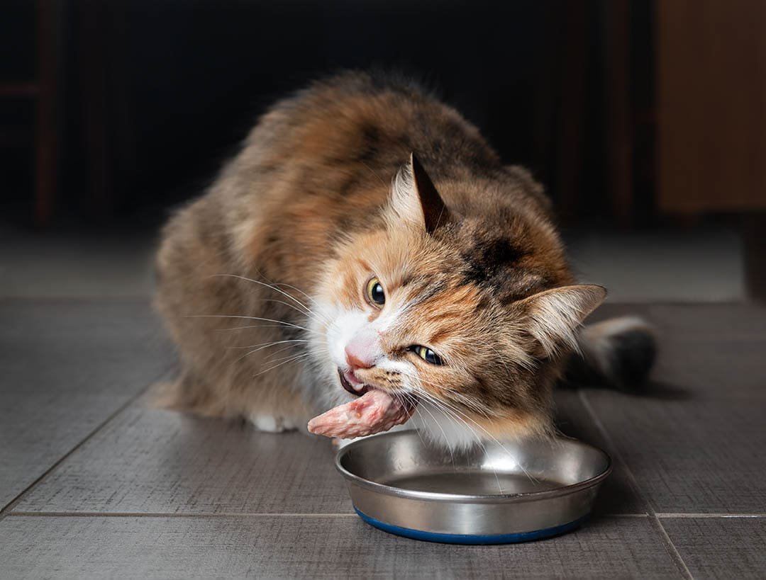 đá gà ở cửa khẩu quốc tế bình hiệp đá gà ở cửa khẩu quốc tế bình hiệp