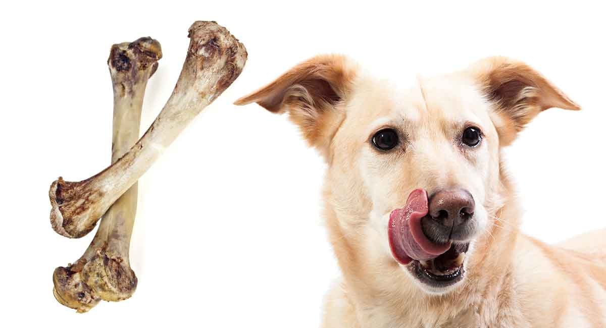 đá gà tre hay nhất đá gà tre hay nhất