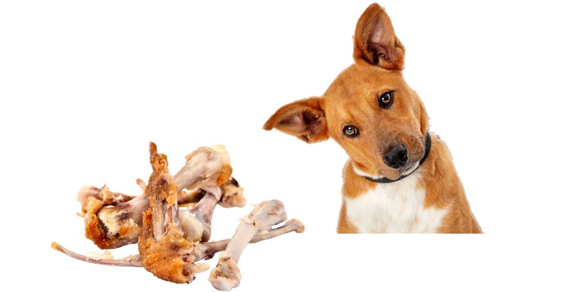 gà đá trường lớn gà đá trường lớn