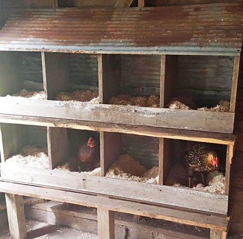 đá gà trực tiếp hôm nay ngày 26 tháng 10 đá gà trực tiếp hôm nay ngày 26 tháng 10